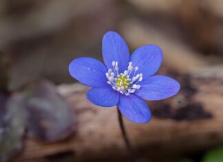 Jaki jest przyrost naturalny w Azji?