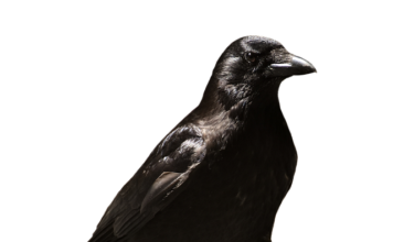 Ile jest płatne zwolnienie lekarskie na umowie zlecenie?