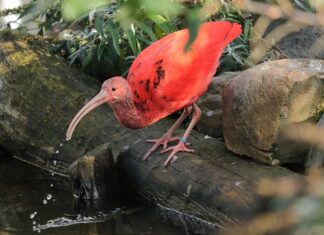 Czy rezydent mówi po polsku?