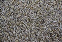 Ile firm w Polsce produkuje innowacje?