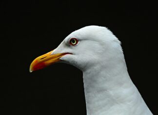 Czy 14 latek może zostać sam w domu na noc?